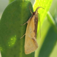 Thema chlorochyta (A Concealer moth) at Turner, ACT - 4 Dec 2023 by ConBoekel