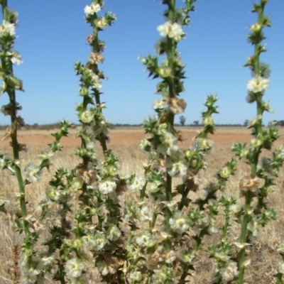 Salsola australis (Tumbleweed) at Morton Plains, VIC - 28 Mar 2009 by WendyEM