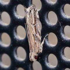 Ardozyga (genus) (Twirler moth, gelechiid moth) at Turner, ACT - 4 Dec 2023 by ConBoekel