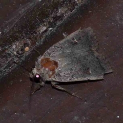 Proteuxoa (genus) (A Noctuid moth) at Turner, ACT - 3 Dec 2023 by ConBoekel