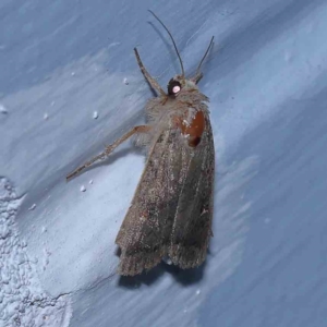 Proteuxoa (genus) at Turner, ACT - 3 Dec 2023