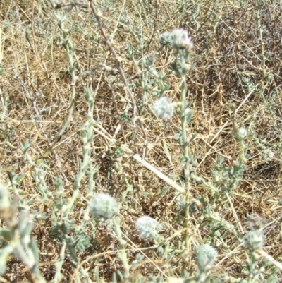 Unidentified Other Wildflower or Herb at Morton Plains, VIC - 28 Mar 2009 by WendyEM