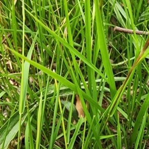 Microlaena stipoides at Bruce Ridge to Gossan Hill - 1 Mar 2024