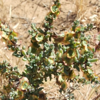 Maireana decalvans (Black Cotton-Bush) at Morton Plains, VIC - 28 Mar 2009 by WendyEM