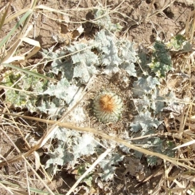 Onopordum acaulon (Stemless Thistle) at Morton Plains, VIC - 28 Mar 2009 by WendyEM