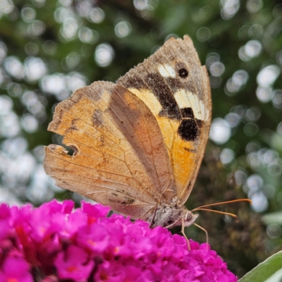 Heteronympha merope (Common Brown Butterfly) at QPRC LGA - 1 Mar 2024 by MatthewFrawley