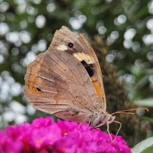 Heteronympha merope at QPRC LGA - 1 Mar 2024