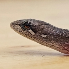 Saproscincus mustelinus (Weasel Skink) at QPRC LGA - 1 Mar 2024 by MatthewFrawley