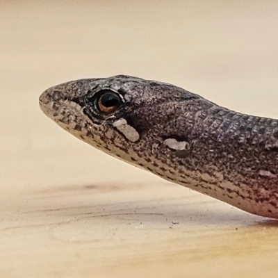 Saproscincus mustelinus (Weasel Skink) at QPRC LGA - 1 Mar 2024 by MatthewFrawley