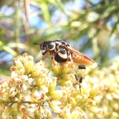 Pseudoperga sp. (genus) (Sawfly, Spitfire) at McQuoids Hill NR (MCQ) - 1 Mar 2024 by HelenCross