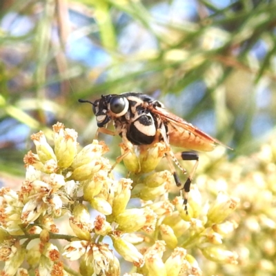 Pseudoperga sp. (genus) (Sawfly, Spitfire) at Kambah, ACT - 29 Feb 2024 by HelenCross