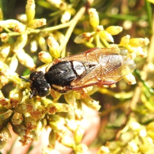 Pseudoperga sp. (genus) at McQuoids Hill NR (MCQ) - 1 Mar 2024