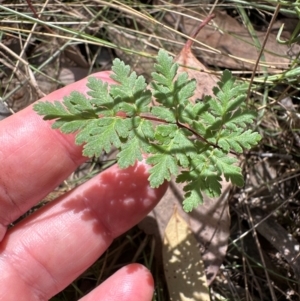 Cheilanthes sieberi subsp. sieberi at Aranda Bushland - 1 Mar 2024