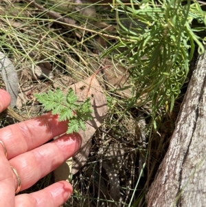 Cheilanthes sieberi subsp. sieberi at Aranda Bushland - 1 Mar 2024