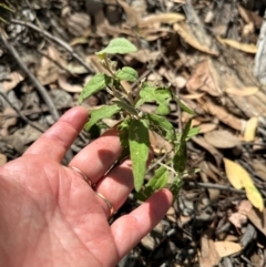 Olearia lirata (Snowy Daisybush) at Aranda, ACT - 1 Mar 2024 by lbradley