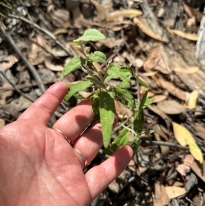 Olearia lirata (Snowy Daisybush) at Aranda Bushland - 1 Mar 2024 by lbradley