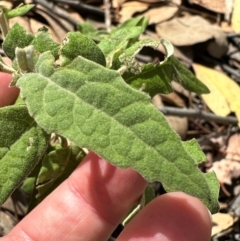 Olearia lirata at Aranda, ACT - 1 Mar 2024