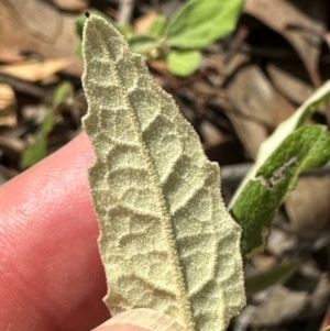 Olearia lirata at Aranda, ACT - 1 Mar 2024