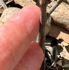 Olearia lirata at Aranda, ACT - 1 Mar 2024