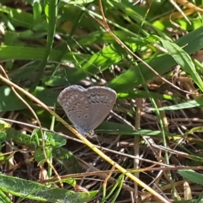 Zizina otis (Common Grass-Blue) at Oakey Hill - 27 Feb 2024 by CraigW