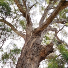 Eucalyptus melliodora (Yellow Box) at Gossan Hill - 1 Mar 2024 by Steve818