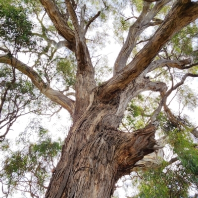 Eucalyptus melliodora (Yellow Box) at Bruce Ridge to Gossan Hill - 1 Mar 2024 by Steve818