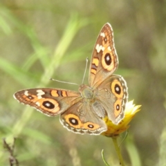 Junonia villida (Meadow Argus) at Kambah, ACT - 1 Mar 2024 by HelenCross