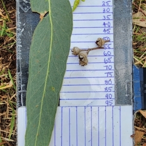 Eucalyptus blakelyi at Bruce Ridge to Gossan Hill - 1 Mar 2024