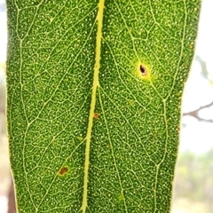 Eucalyptus blakelyi at Bruce Ridge to Gossan Hill - 1 Mar 2024