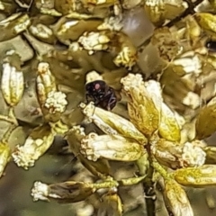 Mordella sp. (genus) (Pintail or tumbling flower beetle) at Oakey Hill NR (OHR) - 27 Feb 2024 by CraigW