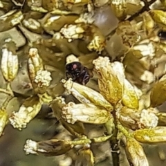 Mordella sp. (genus) (Pintail or tumbling flower beetle) at Oakey Hill - 27 Feb 2024 by CraigW