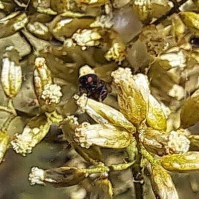 Mordella sp. (genus) (Pintail or tumbling flower beetle) at Oakey Hill - 27 Feb 2024 by CraigW