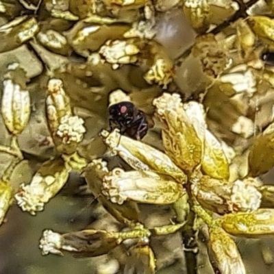 Mordella sp. (genus) (Pintail or tumbling flower beetle) at Oakey Hill NR (OHR) - 27 Feb 2024 by CraigW