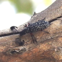 Rhipicera (Agathorhipis) femorata (Feather-horned beetle) at Kambah, ACT - 1 Mar 2024 by HelenCross