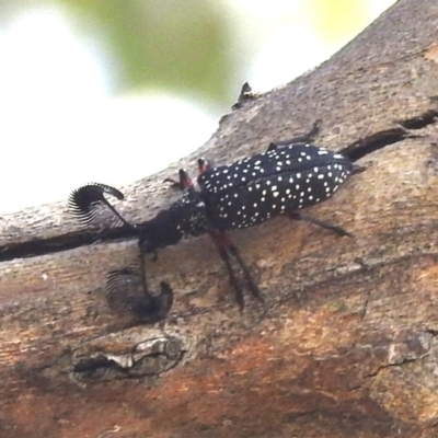 Rhipicera femorata (Feather-horned beetle) at McQuoids Hill - 1 Mar 2024 by HelenCross