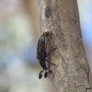 Rhipicera (Agathorhipis) femorata at McQuoids Hill - 1 Mar 2024 11:26 AM