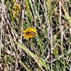 Apis mellifera (European honey bee) at Oakey Hill - 28 Feb 2024 by CraigW