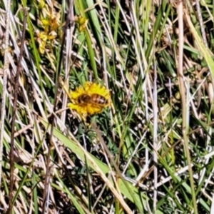 Apis mellifera at Oakey Hill NR (OHR) - 28 Feb 2024 10:36 AM