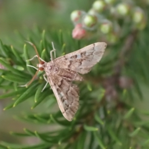 Nacoleia rhoeoalis at Murrumbateman, NSW - 29 Feb 2024