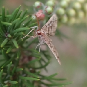 Nacoleia rhoeoalis at Murrumbateman, NSW - 29 Feb 2024