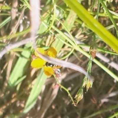 Syrphini sp. (tribe) (Unidentified syrphine hover fly) at Lyons, ACT - 27 Feb 2024 by CraigW