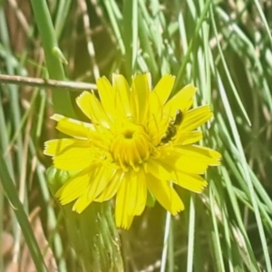 Apocrita (suborder) at Oakey Hill NR (OHR) - 28 Feb 2024