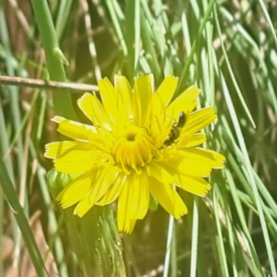 Apocrita (suborder) (Unidentified wasp) at Oakey Hill NR (OHR) - 27 Feb 2024 by CraigW