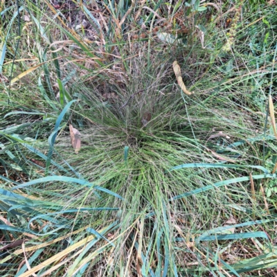 Nassella trichotoma (Serrated Tussock) at Mount Majura - 29 Feb 2024 by abread111