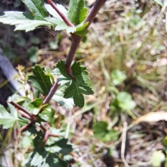 Crataegus monogyna (Hawthorn) at Mount Majura - 29 Feb 2024 by abread111