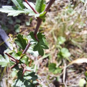 Crataegus monogyna at Mount Majura - 1 Mar 2024