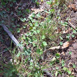 Crataegus monogyna at Mount Majura - 1 Mar 2024