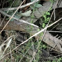 Christinus marmoratus (Southern Marbled Gecko) at Watson, ACT - 26 Feb 2024 by Qzxqzx