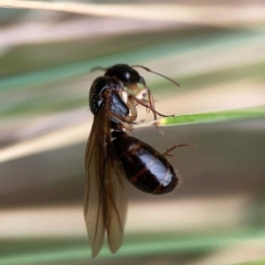 Camponotus sp. (genus) (A sugar ant) at Dawson Street Gardens - 28 Feb 2024 by Hejor1