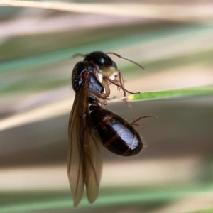 Camponotus sp. (genus) at Dawson Street Gardens - 29 Feb 2024